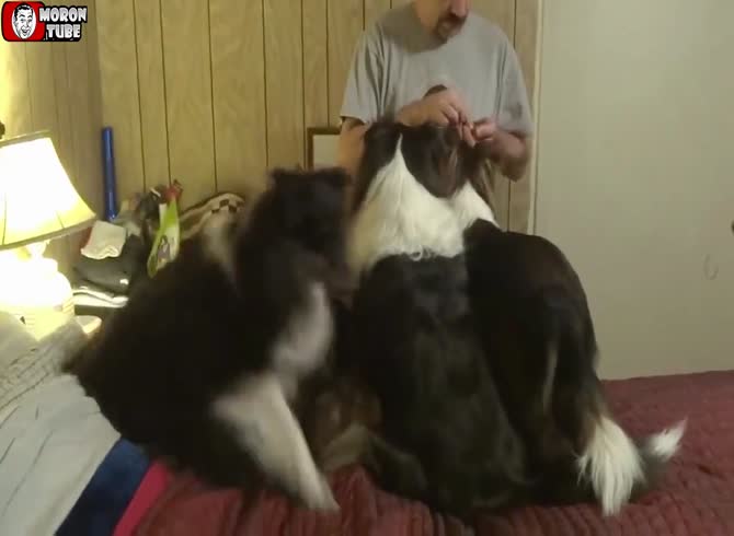Video :Very intelligent, this dog cheats to get more treats than his companions